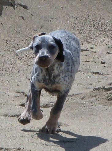 Perdu ma chienne maya dalmatien - setter anglais - Centerblog Perdu ma chienne maya dalmatien - setter anglais - Centerblog